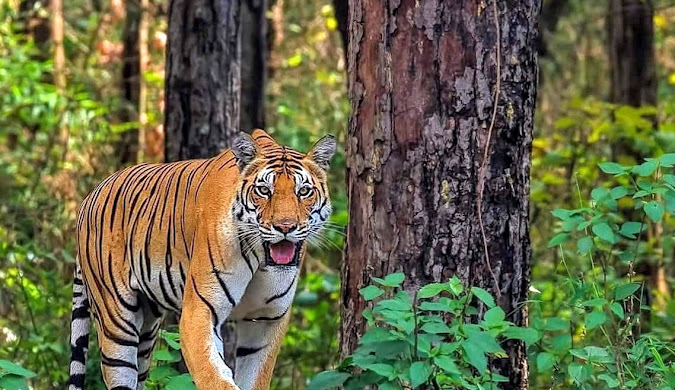 Madhya Pradesh India